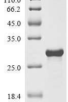 Brassica napus Defensin-like protein 1(AFP1) Recombinant Protein - BioCrest Sci