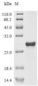 Brassica napus Defensin-like protein 1(AFP1) Recombinant Protein, Brassica napus (Rape), E.coli, N-terminal 6xHis-SUMO-tagged, 23.0 kDa, purity >≥ 85% as determined by SDS-PAGE.