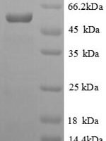 Salmonella typhi Protein viaA (viaA), partial Recombinant Protein - BioCrest Sci