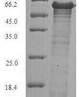 Geobacillus stearothermophilus Glycerol-1-phosphate dehydrogenase [NAD (P)+] (egsA) Recombinant Protein, N-His-SUMO - BioCrest Sci