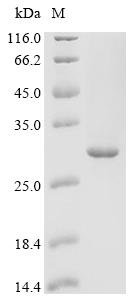 Human C-type lectin domain family 7 member A (CLEC7A), partial Recombinant Protein, Homo sapiens (Human), E.coli, C-terminal 6xHis-tagged, 27.5 kDa, purity >≥ 95% as determined by SDS-PAGE.