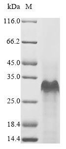 Mouse Small proline-rich protein 2B (Sprr2b) Recombinant Protein, N-10His/C-Myc, aa 1–98, E.coli, Mus musculus (Mouse), E.coli, N-terminal 10xHis-tagged and C-terminal Myc-tagged, 17.7 kDa, purity >≥ 85% as determined by SDS-PAGE.