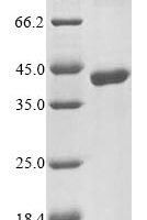 Human herpesvirus 1 Envelope glycoprotein B (gB), partial Recombinant Protein, N-10His/C-Myc, aa 31–284 - BioCrest Sci