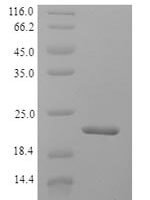 Bovine Interferon alpha-G (IFNAG) Recombinant Protein - BioCrest Sci