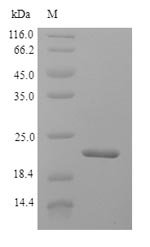 Bovine Interferon alpha-G (IFNAG) Recombinant Protein, Bos taurus (Bovine), Yeast, N-terminal 6xHis-tagged, 21.2 kDa, purity >≥ 90% as determined by SDS-PAGE.