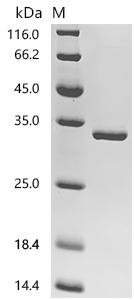 Escherichia coli O157:H7 Hydrogenase 3 maturation protease (hycI) Recombinant Protein, N-His-SUMO, Escherichia coli O157:H7, E.coli, N-terminal 6xHis-SUMO-tagged, 30.0 kDa, purity >≥ 95% as determined by SDS-PAGE.