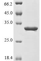 Escherichia coli RNA polymerase sigma factor for flagellar operon (fliA) Recombinant Protein, N-His - BioCrest Sci