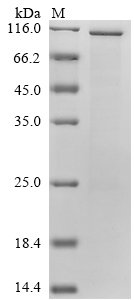 Human Myc proto-oncogene protein (MYC),Biotinylated Recombinant Protein, Homo sapiens (Human), E.coli, N-terminal MBP-tagged and C-terminal 6xHis-Avi-tagged, 96.6 kDa, purity >≥ 85% as determined by SDS-PAGE.