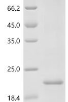 Mouse Interleukin-13 (Il13) Recombinant Protein, N-His, aa 19–131, E.coli - BioCrest Sci