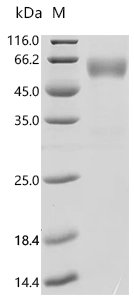 Human NKG2-D type II integral membrane protein (KLRK1), partial Recombinant Protein, Homo sapiens (Human), Mammalian cell, C-terminal hFc1-tagged, 45.6 kDa, purity >≥ 95% as determined by SDS-PAGE.