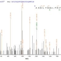 Human Glutathione S-transferase P (GSTP1) Recombinant Protein, N-GST - BioCrest Sci