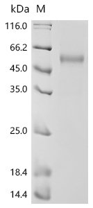 Human Natural killer cells antigen CD94 (KLRD1), partial Recombinant Protein, Homo sapiens (Human), Mammalian cell, N-terminal hFc-Myc-tagged, 45.4 kDa, purity >≥ 85% as determined by SDS-PAGE.
