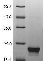 Enterobacteria phage M13 Tail virion protein G9P (IX) Recombinant Protein - BioCrest Sci