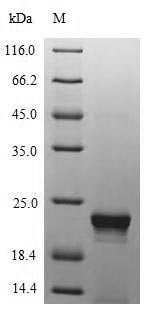 Enterobacteria phage M13 Tail virion protein G9P (IX) Recombinant Protein, Enterobacteria phage M13 (Bacteriophage M13), E.coli, N-terminal 6xHis-SUMO-tagged, 19.7 kDa, purity >≥ 90% as determined by SDS-PAGE.