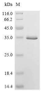Arabidopsis thaliana Probable WRKY transcription factor 51 (WRKY51) Recombinant Protein, E.coli, C-terminal 6xHis-tagged, 29.0 kDa, purity >≥ 90% as determined by SDS-PAGE.