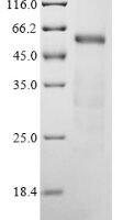 Mouse Complement C1r subcomponent-like protein (C1rl) Recombinant Protein - BioCrest Sci