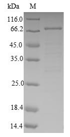 Recombinant Human 4-aminobutyrate aminotransferase, mitochondrial (ABAT), Homo sapiens (Human), E.coli, N-terminal 10xHis-SUMO-tagged and C-terminal Myc-tagged, 73.3kDa, purity >90% as determined by SDS-PAGE.