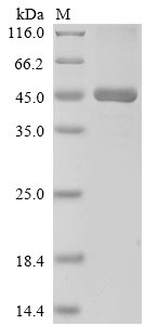 Recombinant Human ATP-dependent translocase ABCB1 (ABCB1), partial
