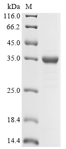 Recombinant Human Bile salt export pump (ABCB11), partial, Homo sapiens (Human), E.coli, N-terminal 6xHis-tagged, 35.8kDa, purity >85% as determined by SDS-PAGE.