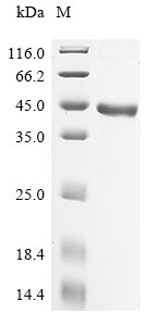 Recombinant Human Prostatic acid phosphatase (ACP3), partial, Homo sapiens (Human), E.coli, N-terminal 10xHis-tagged, 46.7kDa, purity >90% as determined by SDS-PAGE.