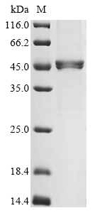 Recombinant Human Actin, alpha cardiac muscle 1 (ACTC1), partial