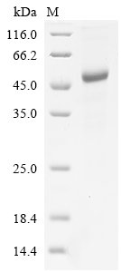 Recombinant Human Actin-like protein 6B (ACTL6B), Homo sapiens (Human), E.coli, C-terminal 6xHis-Flag-tagged, 48.8kDa, purity >90% as determined by SDS-PAGE.