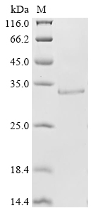 Recombinant Human A disintegrin and metalloproteinase with thrombospondin motifs 2 (ADAMTS2), partial
