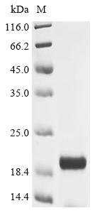 Recombinant Human ADAMTS-like protein 2 (ADAMTSL2), partial