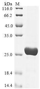 Recombinant Human Double-stranded RNA-specific adenosine deaminase (ADAR), partial
