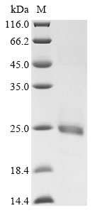 Recombinant Human Beta-2 adrenergic receptor (ADRB2), partial