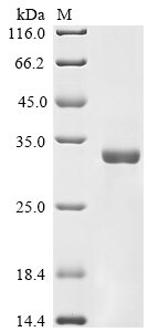 Recombinant Human Type-1 angiotensin II receptor (AGTR1), partial, Homo sapiens (Human), E.coli, N-terminal 10xHis-GST-tagged and C-terminal Myc-tagged, 41.7kDa, purity >85% as determined by SDS-PAGE.