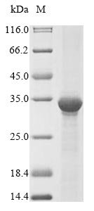 Recombinant Human GTP:AMP phosphotransferase, mitochondrial (AK3), Homo sapiens (Human), E.coli, N-terminal 10xHis-tagged and C-terminal Myc-tagged, 32.6kDa, purity >90% as determined by SDS-PAGE.