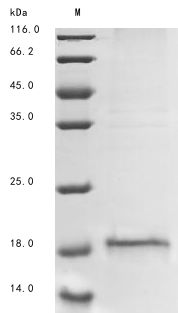 Recombinant Human ALK and LTK ligand 1 (ALKAL1), Homo sapiens (Human), Baculovirus, N-terminal 10xHis-tagged and C-terminal Myc-tagged, 15.4kDa, purity >85% as determined by SDS-PAGE.