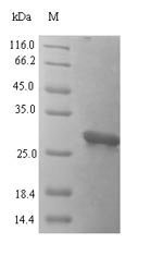 Recombinant Human ALK and LTK ligand 1 (ALKAL1)