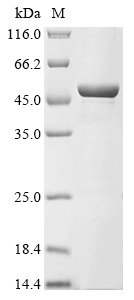 Recombinant Human RNA demethylase ALKBH5 (ALKBH5)