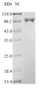 Recombinant Human Arachidonate 12-lipoxygenase, 12S-type (ALOX12), Homo sapiens (Human), E.coli, N-terminal 6xHis-tagged, 79.8kDa, purity >90% as determined by SDS-PAGE.