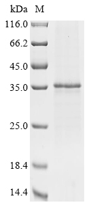 Recombinant Dog B-lymphocyte antigen CD20 (MS4A1) Protein, Canis familiaris (Dog) (Canis lupus familiaris), in vitro E.coli expression system, N-terminal 10xHis-tagged, 34.6kDa, purity >85% as determined by SDS-PAGE.