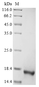 Recombinant Human Amelogenin, Y isoform (AMELY), partial