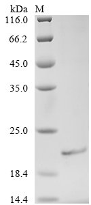 Recombinant Human E3 ubiquitin-protein ligase AMFR (AMFR), partial, Homo sapiens (Human), E.coli, N-terminal 6xHis-tagged, 14.1kDa, purity >90% as determined by SDS-PAGE.