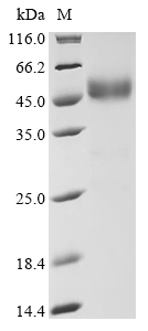 Recombinant Human Ankyrin-3 (ANK3), partial, Homo sapiens (Human), Mammalian cell, C-terminal hFc1-tagged, 41.5kDa, purity >95% as determined by SDS-PAGE.