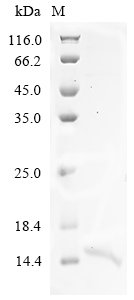 Recombinant Human Ankyrin-3 (ANK3), partial
