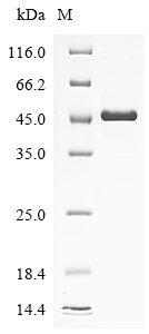 Recombinant Human Anoctamin-5 (ANO5), partial, Homo sapiens (Human), E.coli, N-terminal 10xHis-tagged and C-terminal Myc-tagged, 42.9kDa, purity >90% as determined by SDS-PAGE.