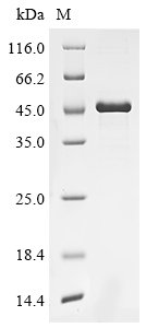 Recombinant Human Anoctamin-5 (ANO5), partial