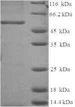Recombinant Human Annexin A2 (ANXA2)