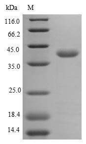 Recombinant Human Annexin A2 (ANXA2), Homo sapiens (Human), E.coli, N-terminal 6xHis-tagged, 42.5kDa, purity >85% as determined by SDS-PAGE.