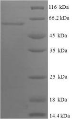 Recombinant Human Apolipoprotein A-IV (APOA4)