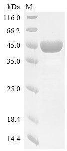 Recombinant Human Apolipoprotein A-V (APOA5), partial, Homo sapiens (Human), E.coli, N-terminal 10xHis-GST-tagged and C-terminal Myc-tagged, 47.0kDa, purity >85% as determined by SDS-PAGE.