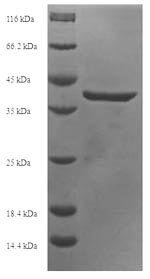 Recombinant Human DNA dC->dU-editing enzyme APOBEC-3A (APOBEC3A), Homo sapiens (Human), E.coli, N-terminal 6xHis-SUMO-tagged, 39.0kDa, purity >90% as determined by SDS-PAGE.
