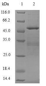 Recombinant Human Probable DNA dC->dU-editing enzyme APOBEC-3C (APOBEC3C), Homo sapiens (Human), E.coli, N-terminal GST-tagged, 49.8kDa, purity >90% as determined by SDS-PAGE.