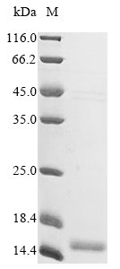 Recombinant Human Apolipoprotein C-I (APOC1)